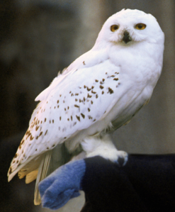 Hedwig_Snowy_Owl_PM